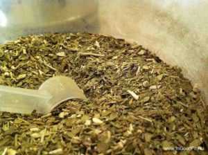 Парагвайский заваренный энергетик 4. Матэ листья. Дерево матэ чай. Парагвайский чай мате. Сбор листьев йерба мате.